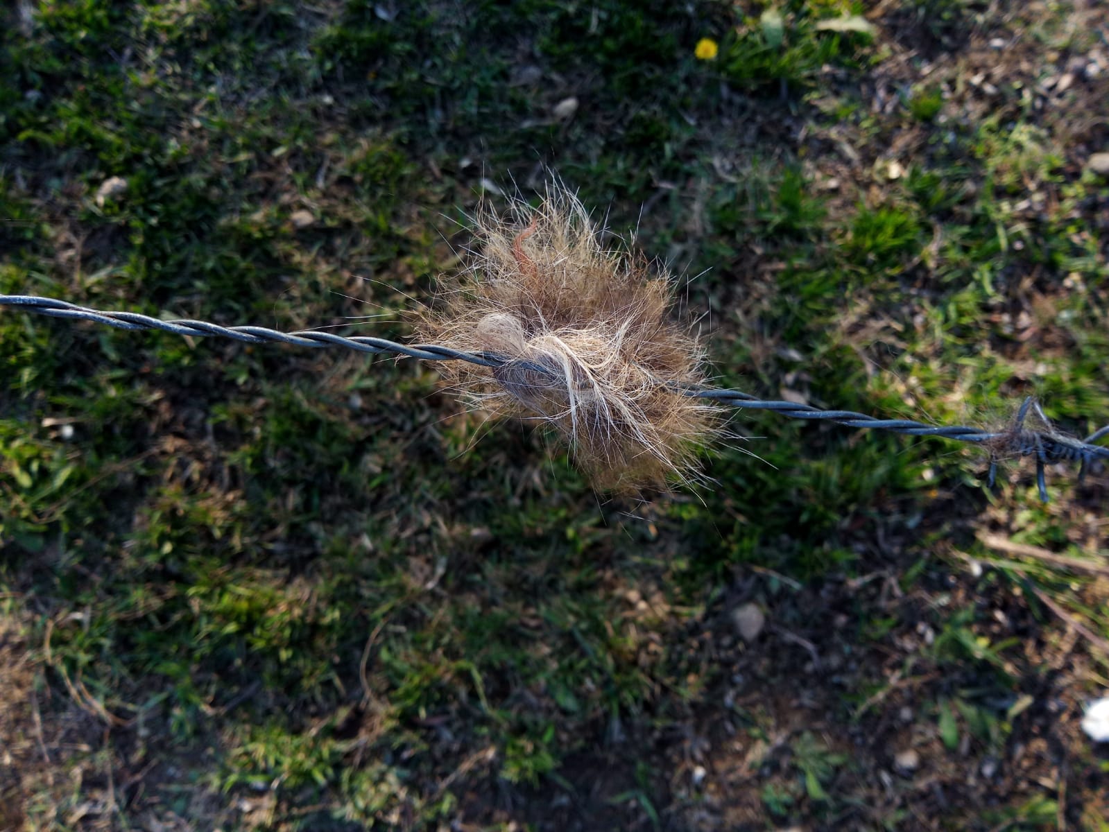 Questo pelo  di lupo? Trovato vicino la mia casa!